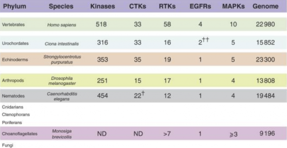 Evolvable signaling networks of receptor tyrosine kinases: Relevance of robustness to malignancy and to cancer therapy