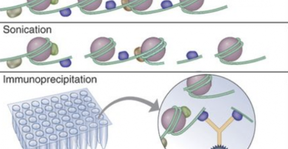 High-throughput chromatin immunoprecipitation for genome-wide mapping of in vivo protein-DNA interactions and epigenomic states