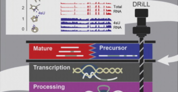 High-Resolution Sequencing and Modeling Identifies Distinct Dynamic RNA Regulatory Strategies