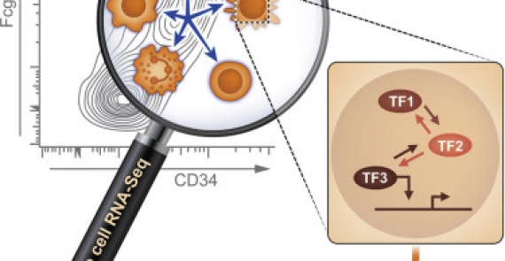 Transcriptional Heterogeneity and Lineage Commitment in Myeloid Progenitors