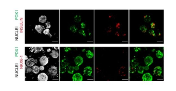 A 3D system to model human pancreas development and its reference single-cell transcriptome atlas identify signaling pathways required for progenitor expansion