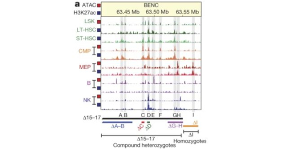 Author Correction: A Myc enhancer cluster regulates normal and leukaemic haematopoietic stem cell hierarchies (Nature (2018) DOI: 10.1038/nature25193)