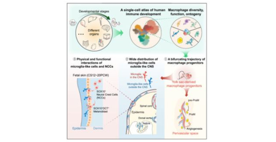 An immune cell atlas reveals the dynamics of human macrophage specification during prenatal development