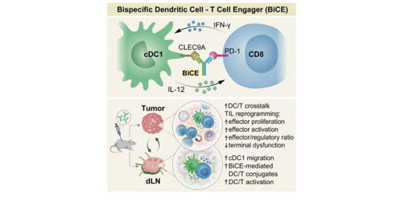 Bispecific dendritic-T cell engager potentiates anti-tumor immunity