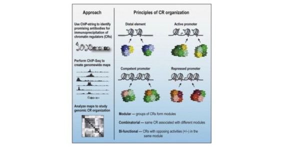 Combinatorial patterning of chromatin regulators uncovered by genome-wide location analysis in human cells