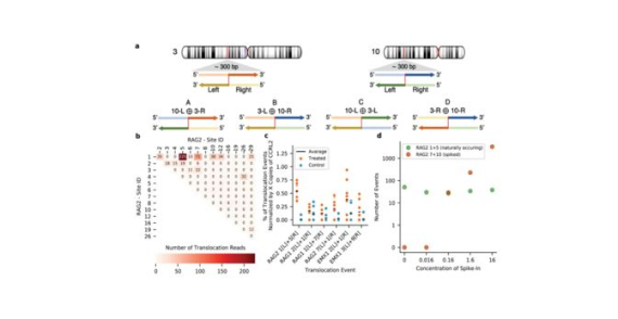 CRISPECTOR provides accurate estimation of genome editing translocation and off-target activity from comparative NGS data