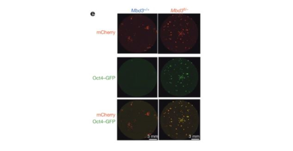Deterministic direct reprogramming of somatic cells to pluripotency