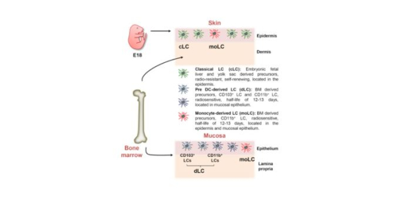 Distinct Murine Mucosal Langerhans Cell Subsets Develop from Pre-dendritic Cells and Monocytes