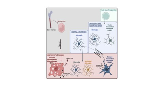 Dual ontogeny of disease-associated microglia and disease inflammatory macrophages in aging and neurodegeneration