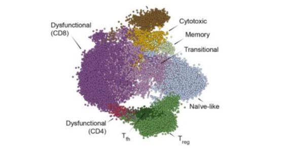 Erratum: Dysfunctional CD8 T Cells Form a Proliferative, Dynamically Regulated Compartment within Human Melanoma (Cell (2019) 176(4) (775–789.e18), (S009286741831568X), (10.1016/j.cell.2018.11.043))