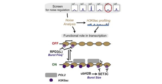 Expression Noise and Acetylation Profiles Distinguish HDAC Functions
