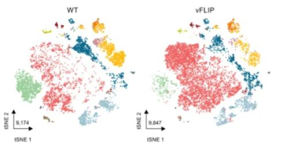 Fatal cytokine release syndrome by an aberrant FLIP/STAT3 axis