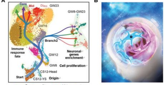 Human microglia development in the embryonic brain