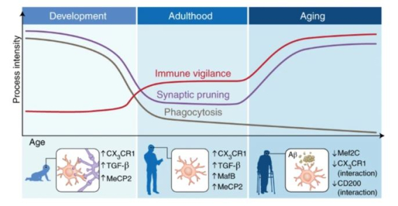 Erratum to: Microglial immune checkpoint mechanisms (Nature Neuroscience, (2018), 21, 6, (779-786), 10.1038/s41593-018-0145-x)