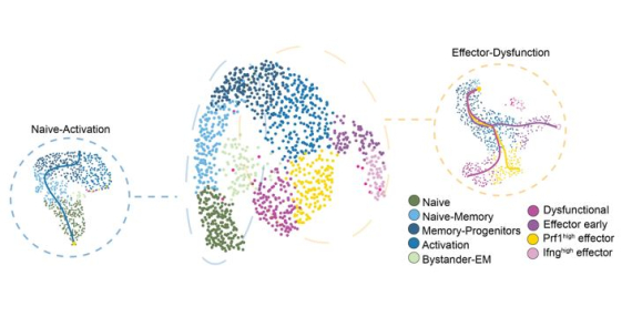 Modeling T cell temporal response to cancer immunotherapy rationalizes development of combinatorial treatment protocols