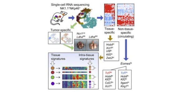 Multi-tissue single-cell analysis deconstructs the complex programs of mouse natural killer and type 1 innate lymphoid cells in tissues and circulation