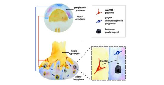 Neural plate progenitors give rise to both anterior and posterior pituitary cells