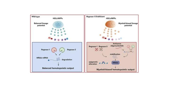 Regulation of lymphoid-myeloid lineage bias through regnase-1/3-mediated control of Nfkbiz