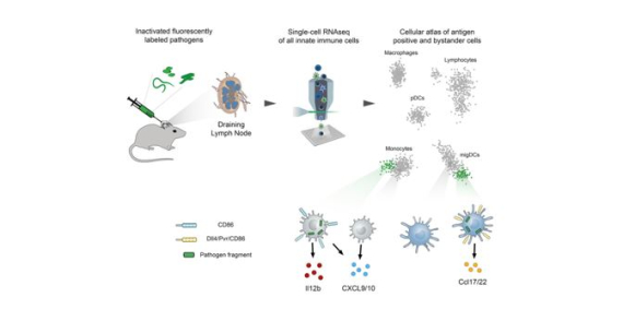 Single-Cell Analysis of Diverse Pathogen Responses Defines a Molecular Roadmap for Generating Antigen-Specific Immunity