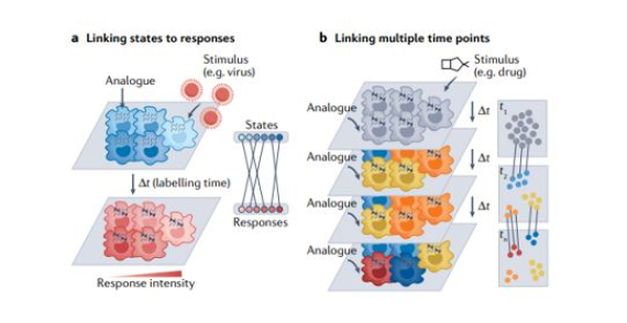 Time-resolved single-cell RNA-seq using metabolic RNA labelling