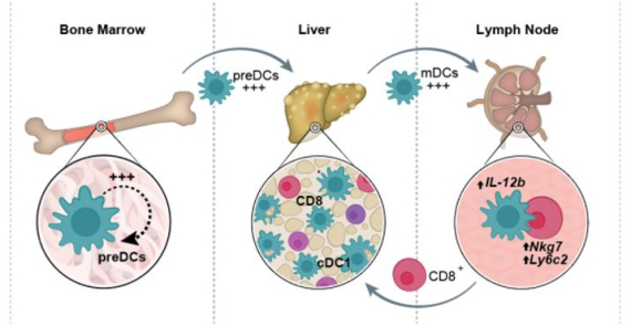 Publisher Correction: XCR1
            <sup>+</sup> type 1 conventional dendritic cells drive liver pathology in non-alcoholic steatohepatitis (Nature Medicine, (2021), 27, 6, (1043-1054), 10.1038/s41591-021-01344-3)