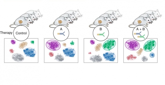 Single-cell genomic approaches for developing the next generation of immunotherapies