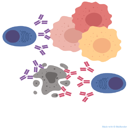 Tumor infiltrating B lymphocytes and anti-tumor antibody discovery