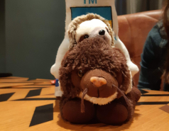 אלבום לשנת  2022-2023 משלחות ומחנות picture no. 27