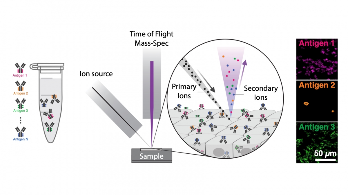 Multiplexed imaging picture