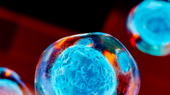 The Helen and Martin Kimmel Institute for Stem Cell Research