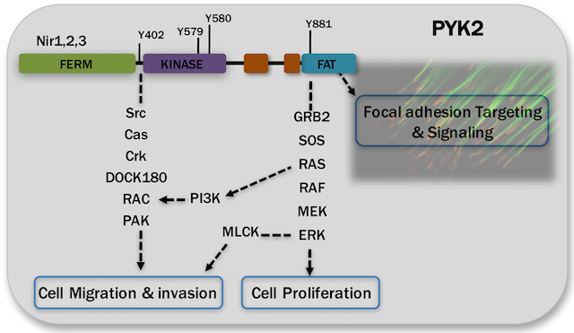 Cell Signaling & Signaling Rewiring