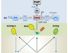 Rev.Contact.Shamshad.Cockcroft&Sima Lev