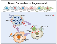 Mouse modeling dissecting macrophage-breast cancer communication uncovered roles of PYK2 in macrophage recruitment and breast tumorigenesis