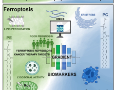 Ferroptosis to apoptosis transition landscape-Sima Lev.Advanced Science