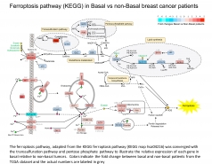 Ferroptosis in basal versus non-basal breast cancer patients (Sima Lev)