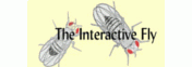 Interactive Fly