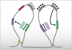 Epigenetic mechanisms 