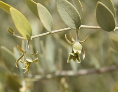 2019 - Lab trip to HaBesor stream picture no. 17