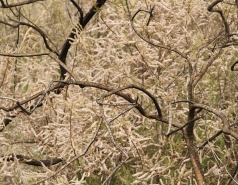 2019 - Lab trip to HaBesor stream picture no. 21