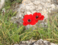 2023-01- Farewell to Lian & Yair picture no. 14