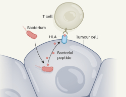Identification of bacteria-derived HLA-bound peptides in melanoma