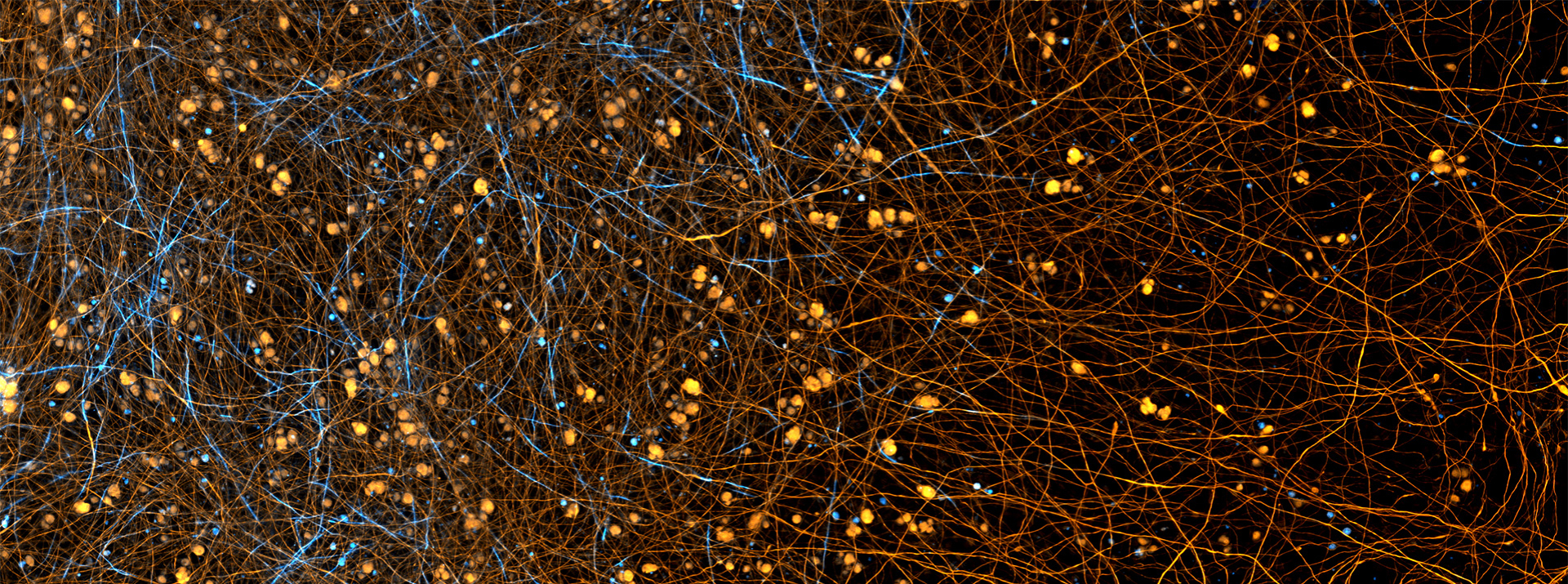 Biology of Myelinating Glia