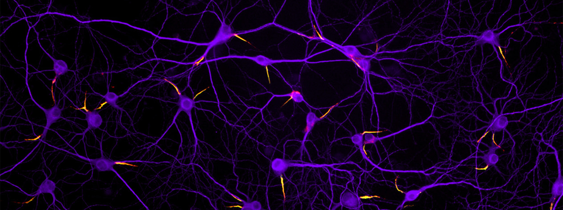 Biology of Myelinating Glia