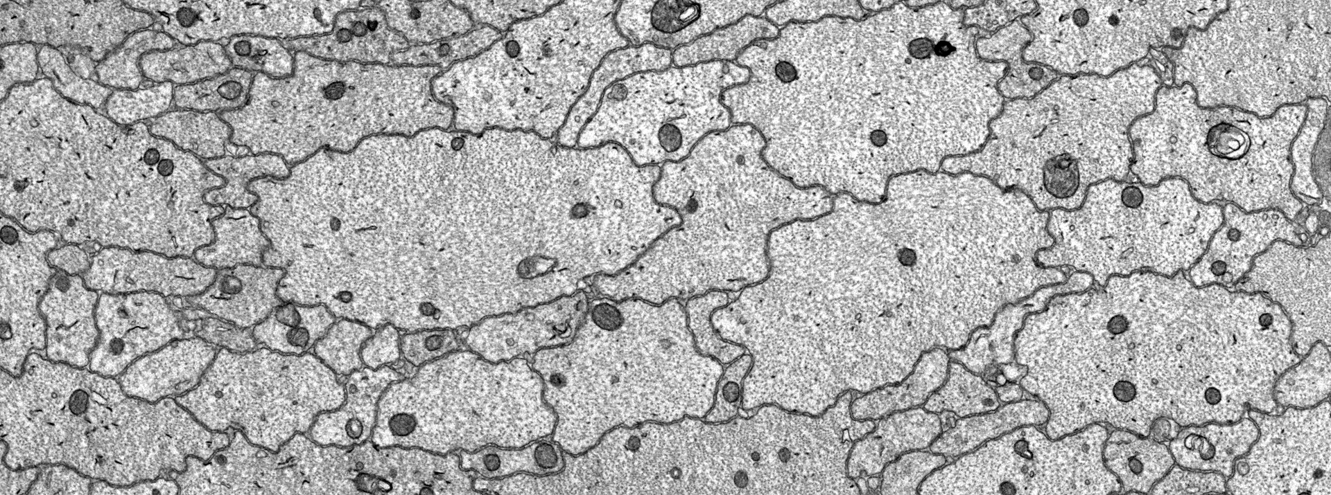 Biology of Myelinating Glia