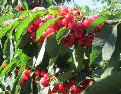 Group Trip North, 2012