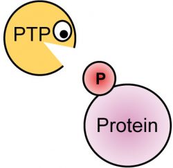  Protein Tyrosine Phosphatases