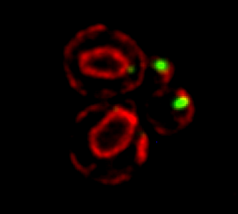 mRNA trafficking and its role in protein localization, organelle biogenesis, and cell physiology