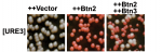 Btn2 over-production cures yeast from the [URE3] prion (white colonies turn to red), while Btn3 co-expression inhibits curing