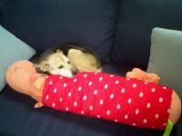 We love our pets! picture no. 1