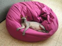 We love our pets! picture no. 2